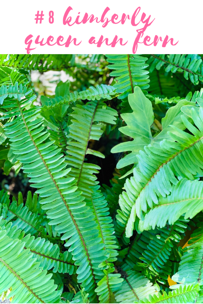 kimberly queen ann fern, southern fern, shade fern, queen ann fern, fern,, easy plants, houston plants, how to plant, best plants, easy plants for houston, south texas plants, what plant should I plant in texas