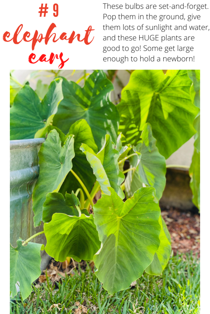 easy plants, houston plants, how to plant, best plants, easy plants for houston, south texas plants, what plant should I plant in texas, easy texas flowers, perennial flowers, easy flowers, texas flowers, bulb, elephant ear, large elephant ear plants, large leaf plant